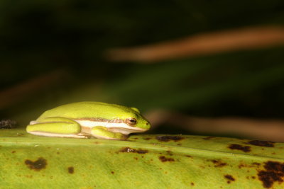 Green Tree Frog