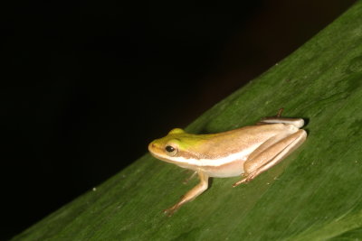 Green Tree Frog