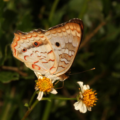 White Peacock