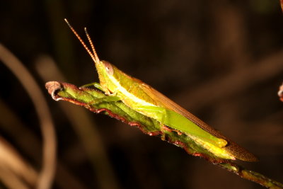 Leptysminae : Spur-throat Toothpick Grasshoppers