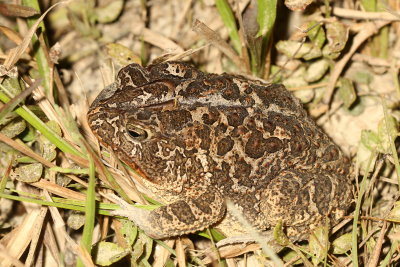 Southern Toad