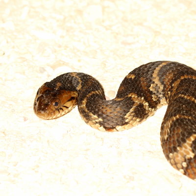 Florida Banded Water Snake