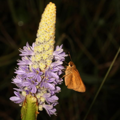 Aaron's Skipper