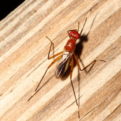 Micropezidae : Stilt-legged Flies