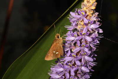 Twin-spot Skipper