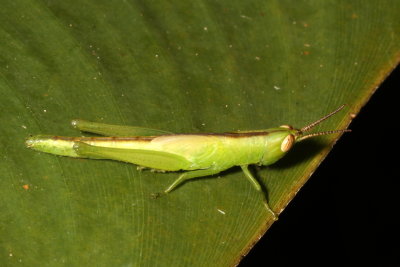 Stenacris vitreipennis * Glassy-winged Toothpick Grasshopper