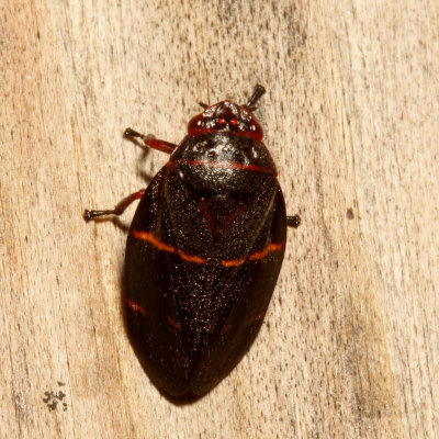 Cercopidae : Froghoppers