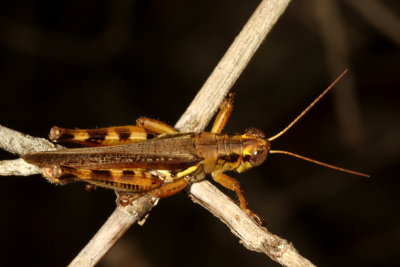 Melanoplus keeleri