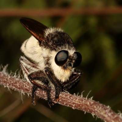 Mallophora bomboides