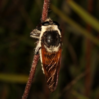 Mallophora bomboides