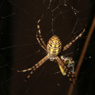 Argiope trifasciata - dorsal  ♀