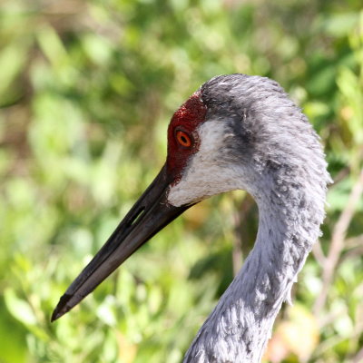 Sandhill Crane