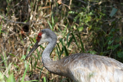 Sandhill Crane