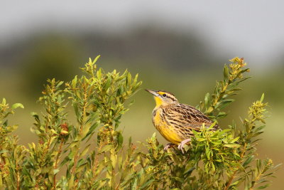 Eastern Meadowlark