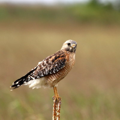 Red-shouldered Hawk