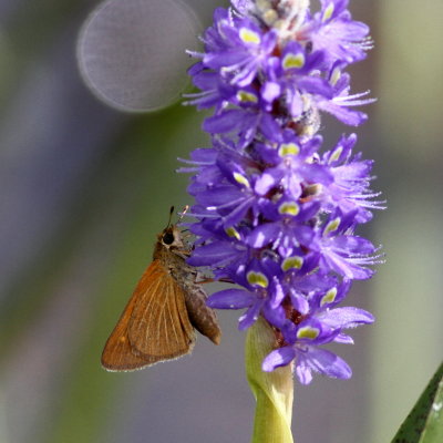 Berry's Skipper