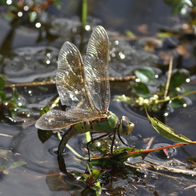 Common Green Darner ♀