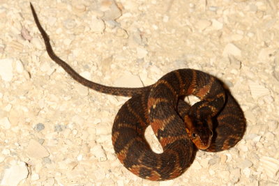 Florida Banded Water Snake