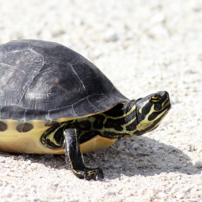 Peninsula Cooter