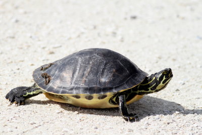 Peninsula Cooter