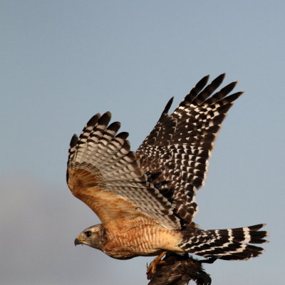 Red-shouldered Hawk