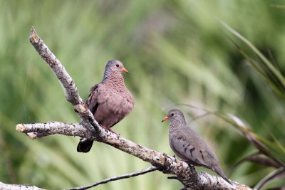 Common Ground-Dove