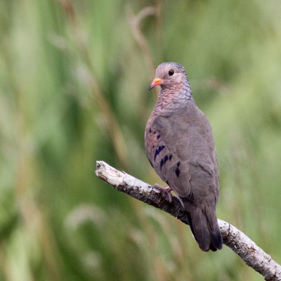 Common Ground-Dove