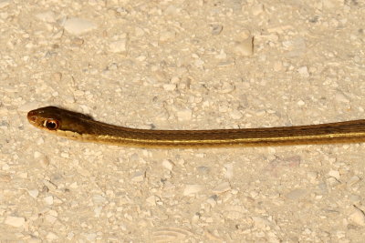 Peninsula Ribbon Snake