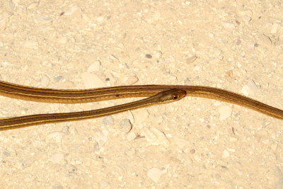 Peninsula Ribbon Snake