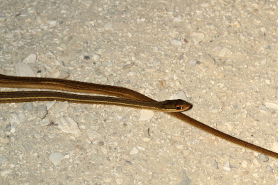 Peninsula Ribbon Snake
