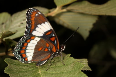 White Admiral