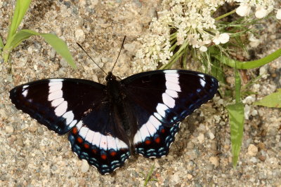White Admiral