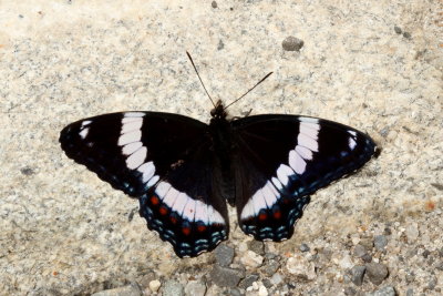 White Admiral