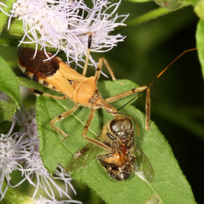 Zelus janus