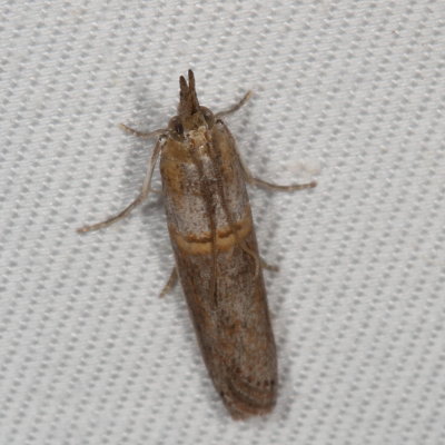 Hodges#5744 * Gold-banded Etiella Moth * Etiella zinckenella