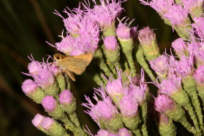 Swarthy Skipper