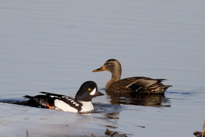 Barrows Goldeneye 