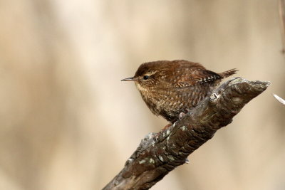 Winter Wren