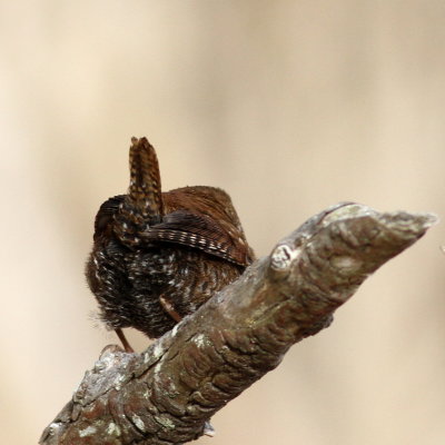 Winter Wren