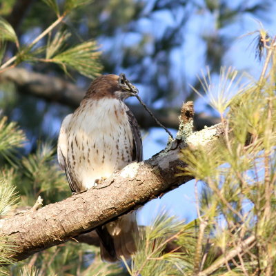 Breaking off twigs for nest