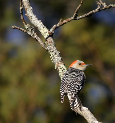 Red-bellied Woodpecker ♀