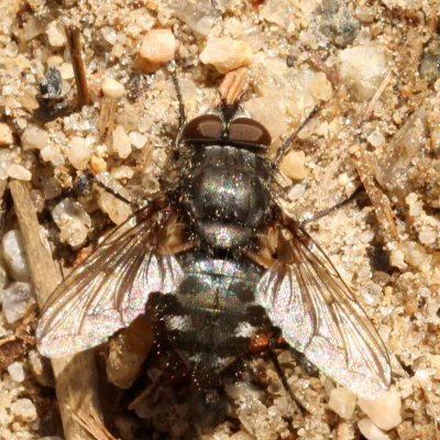 Genus Pollenia