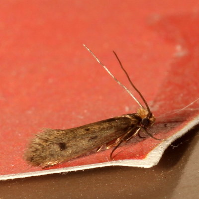 Hodges#0405 * Casemaking Clothes Moth * Tinea pellionella