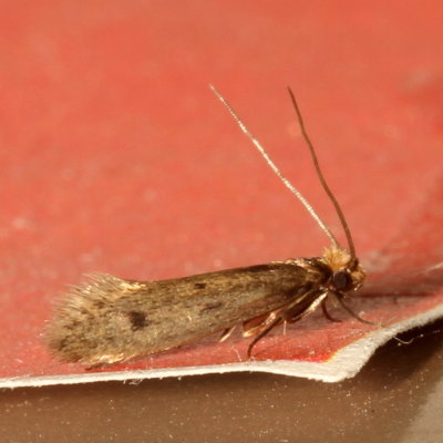 Hodges#0405 * Casemaking Clothes Moth * Tinea pellionella