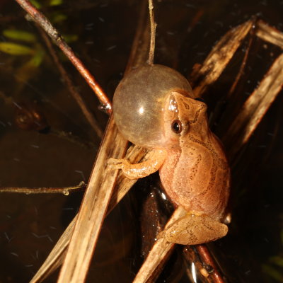 Spring Peeper