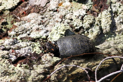 Spotted Turtle