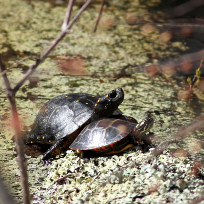 Spotted & Painted Turtle