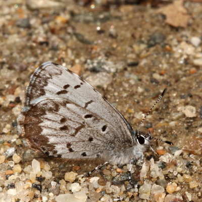 Spring Azure, form marginata