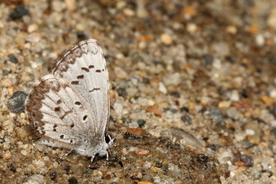 Spring Azure, form marginata