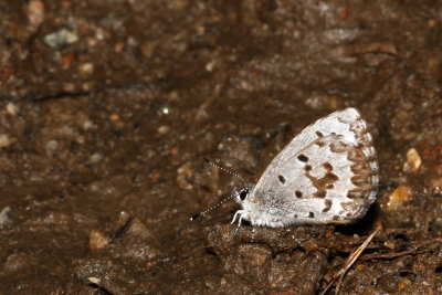 Spring Azure, form lucia